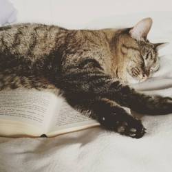 teabookschocolate:  It’s cool, I didn’t want to read it anyway… #books #reading #bookstagram #catsofinstagram #helpful #cutethough 