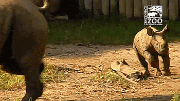 thenatsdorf: Baby black rhino’s first time playing in the mud. [full video]