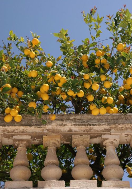 silkandsunlight:  Lemons, Sicily