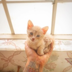 #Kitten #Sotiny #Newpet #Animallover #Catlover #Babyanimal  Https://Www.instagram.com/P/Bpihm-Rfqa1/?Utm_Source=Ig_Tumblr_Share&Amp;Amp;Igshid=1Qrmbzueuq6Wl