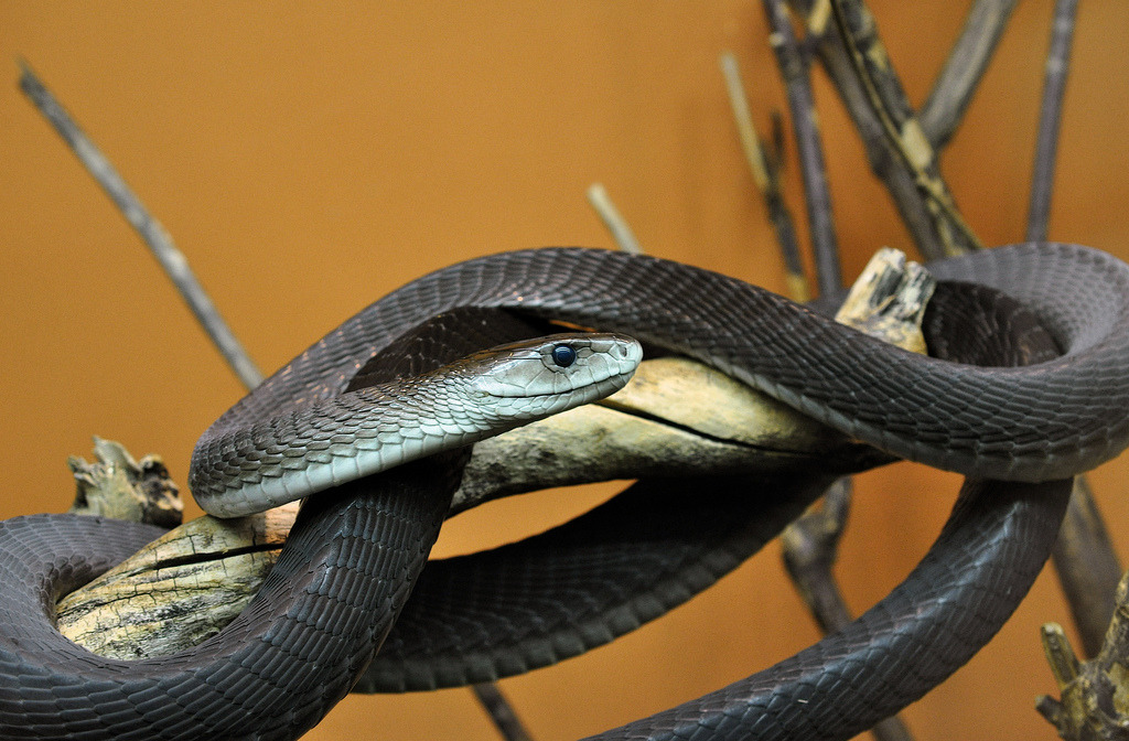 explosionsoflife:
“ Native to eastern and southern Africa, the black mamba (Dendroaspis polylepis) is not only one of the most venomous snakes in the world, but also one of the fastest. Despite the great length of this snake, it is quite agile and...