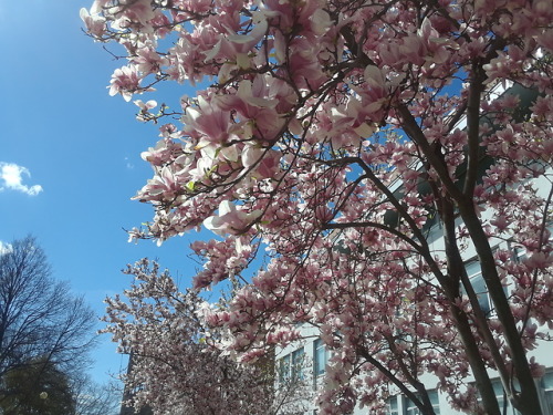 Florals on the Quad , Queens College, New York City