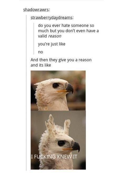 lmao…. WTF… is that a Llama Eagle…