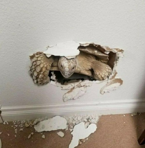 bunjywunjy: the-awkward-turt:   breadeddragons: HEEEEERE’S JOHNNY! For those who are wondering, this is not Photoshopped. It is not all that unusual for adult sulcatas to walk/burrow through drywall. Not necessarily for any particular reason, just because