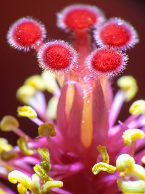 Macro photo of hibiscus flower