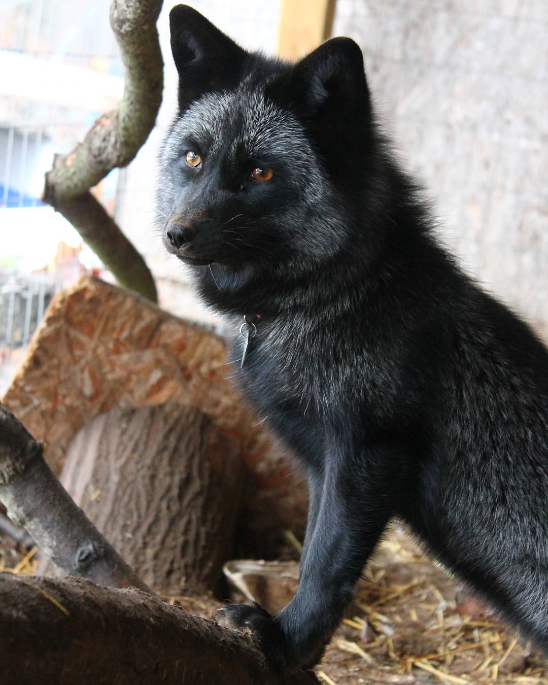 Silver foxes are pretty cool 🦊🖤
Akeyma the Fox