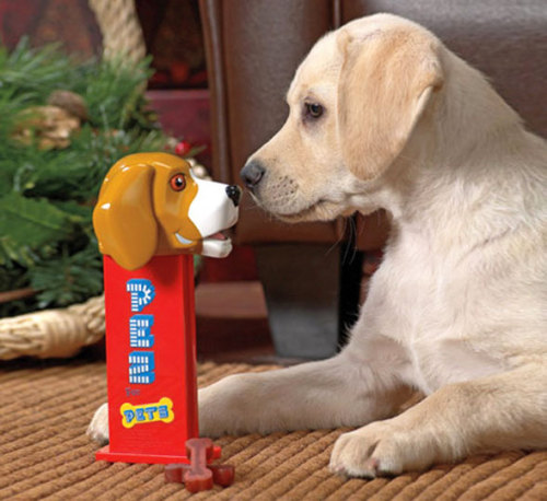 35 Things For Your Dog That Will Make Them Love You More