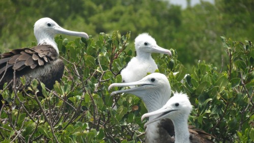 Fregatt birds - Barbuda (Antigua) 2015