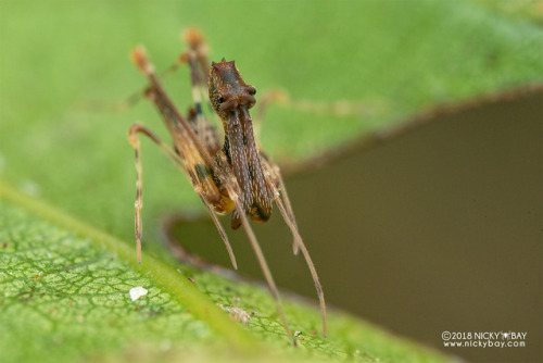 end0skeletal:Pelican spiders, also known as assassin spiders, are native to Madagascar, southern Afr