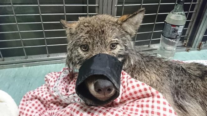 catsbeaversandducks: Kind-hearted Estonian workers rushed to rescue a dog in distress
