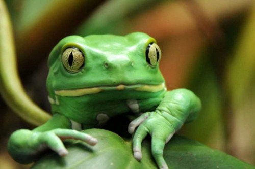 wapiti3: Phyllomedusa sauvagii, commonly known as the waxy monkey tree frog, waxy monkey frog or p