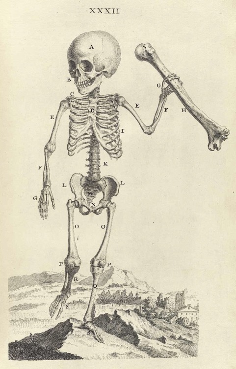 magictransistor:  William Cheselden, Osteographia (The Anatomy of Bones), London, 1733.