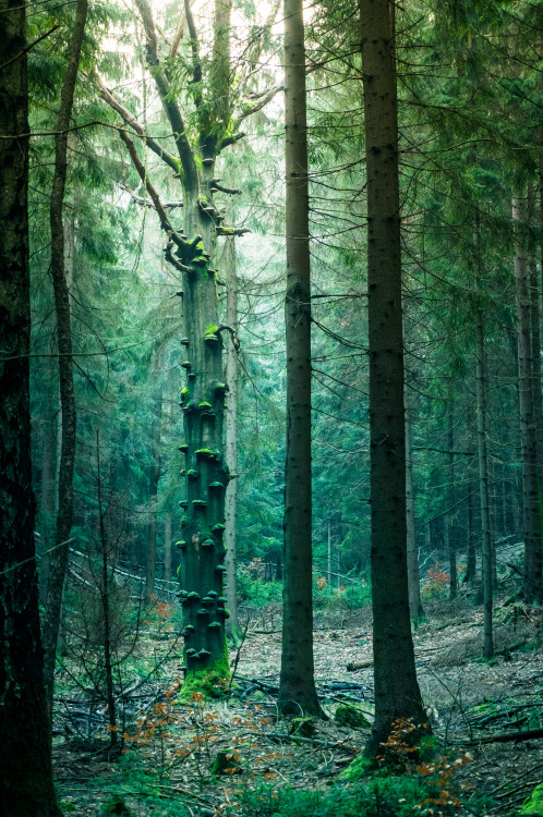 ata-raxie:Mysthischer Wald by phil_theone
