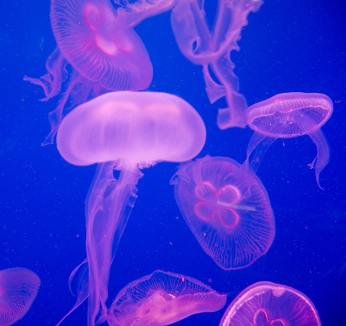 mooonjellies:Sunrise Calls