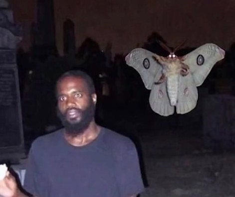 Meme moth
