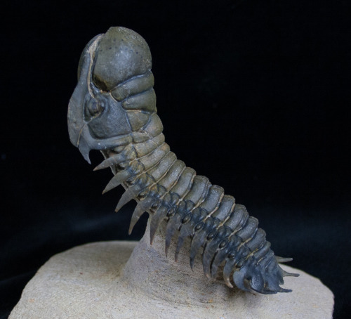 fossilera: An amazingly prepared Crotalocephalina trilobite.  Countless hours went into removin