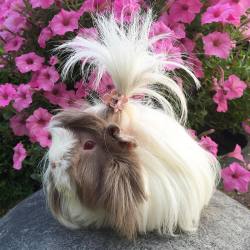 Guineapiggies:  Via Livebreatheluv  Lol