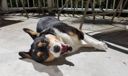 Dad!! Do you even see how sunny it is outside!?  #sunnyinseattle #pembroke #welsh #corgi #pwc #insta