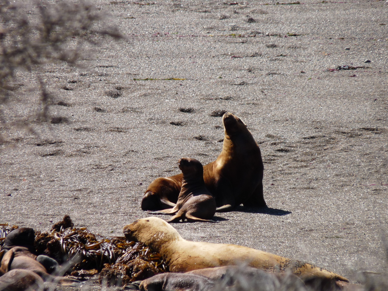 buteverymondayiwillbeafunkylama:  We thought there were lazy animals. (Peninsula