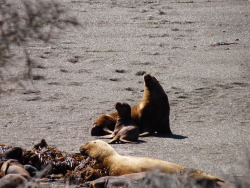 Buteverymondayiwillbeafunkylama:  We Thought There Were Lazy Animals. (Peninsula