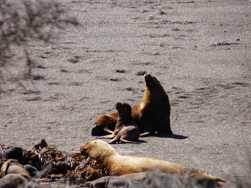 buteverymondayiwillbeafunkylama:  We thought there were lazy animals. (Peninsula Valdes, Argentina)
