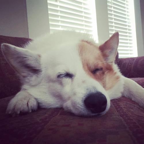 Shush, Monday. She&rsquo;s sleeping. #ComeBackLater #WithBacon #Emma #Corgi