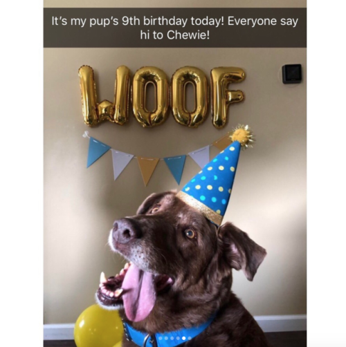 babyanimalgifs:  Animal snaps