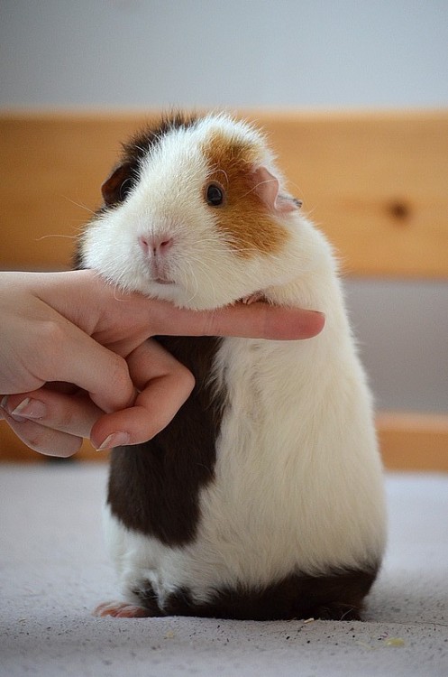 guineapiggies:New piggy Mickey by Lumicenta