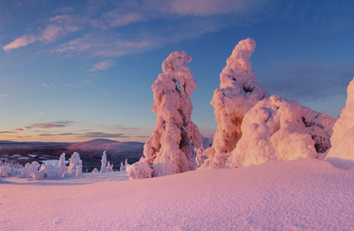 nubbsgalore:in finland’s riisitunturi national park, siberian spruce trees become covered with