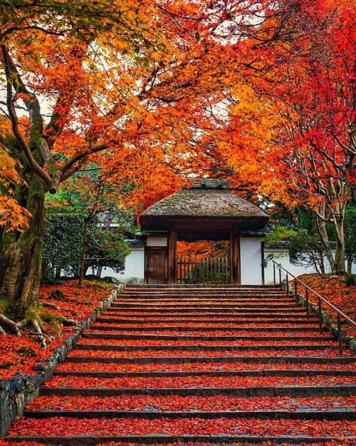 itsmarjudgelove: Anrakuji Temple in Kyoto