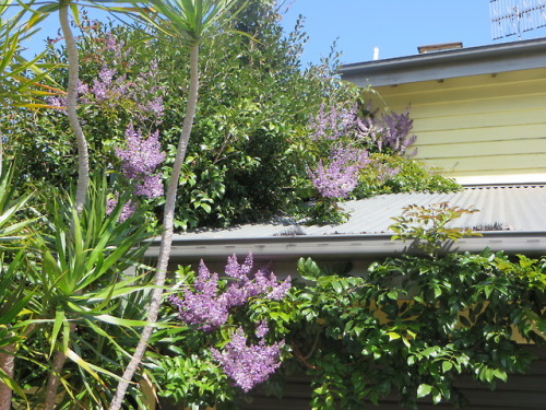 ryttu3k:Spring garden progress~First row: native wisteria! Flowering like gangbusters. Also visible 