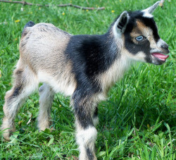 babygoatsandfriends:  Baby Goats sticking