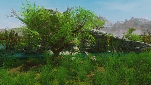 beyondskyrim:Tigonian Swamplands, Totambu District, Republic of Hammerfell