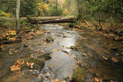 Fall visits the virgin hemlock forest at Cathedral State Park.