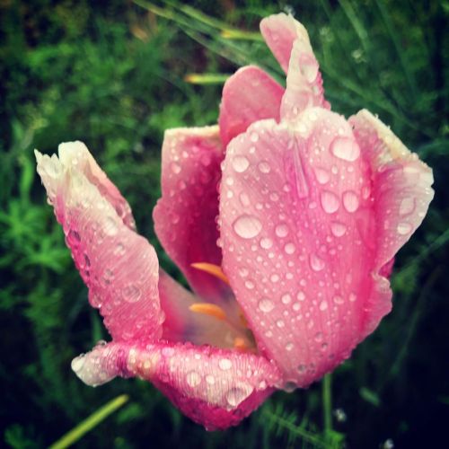 雨の日曜日☂️私も花もずぶ濡れです。#花 #雨 #日曜日 (Setochi-shi, Okayama, Japan)https://www.instagram.com/p/B_ufQ1aj4i4/?