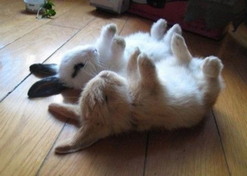 Porn Pics Cheer Up Post #1600 - Bunnies Edition