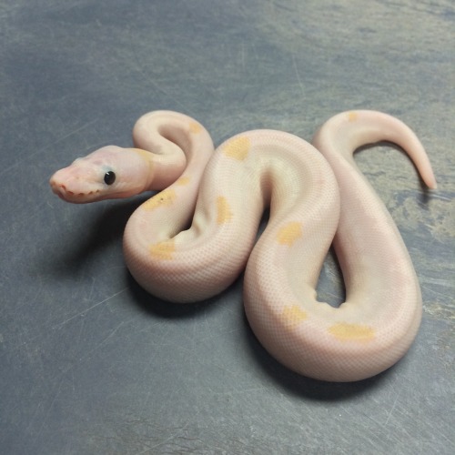 .1 Super Fire Ball Python, aka BEL or Black-Eyed Leucy, produced by Eleven-Nineteen ReptilesInstagra