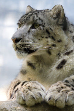 snowleopardstalker:  2545 - Snow leopard by ~Jay-Co on DeviantART 