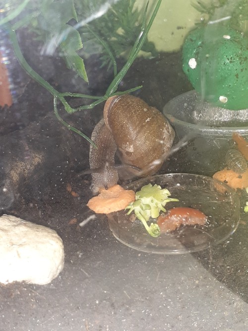 Bug Photo Dump