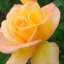 sun-lit-roses