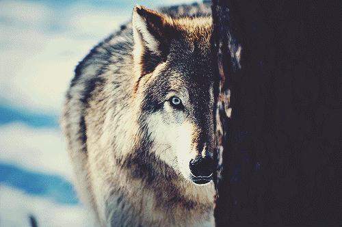 Everything Wolf on Tumblr: Image tagged with wolf pack, lone wolf, wolf