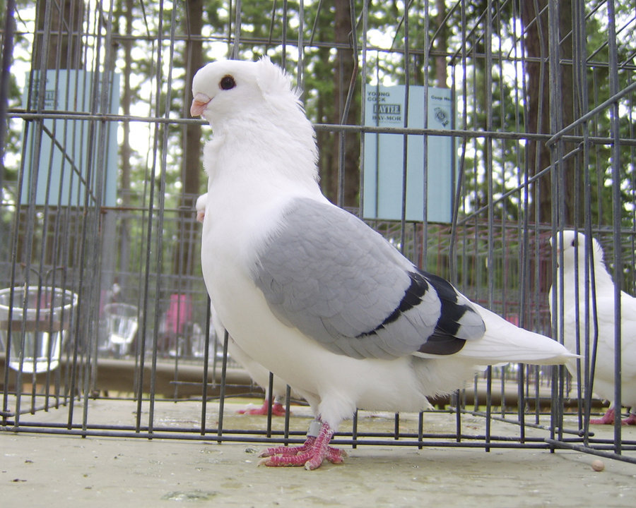 lostlegendaerie:  here are some pictures of old german owl pigeons to brighten your