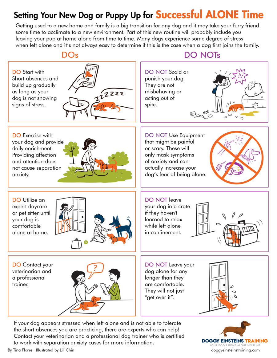 10 Useful Tips to Keep Your Pet Busy While You Are Away - Reolink Blog