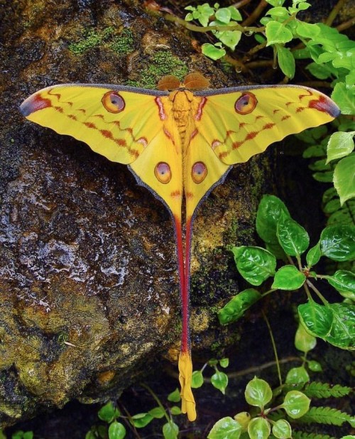 The Comet Moth Or Madagascan Moon Moth (Argema Mittrei) Is A Moth Native To The Rain Forests Of Madagascar.