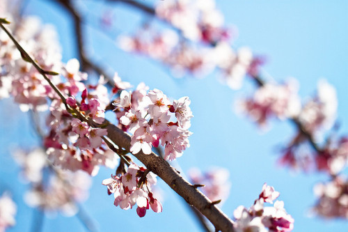 This year the first cherry-blossom by mttklife on Flickr.