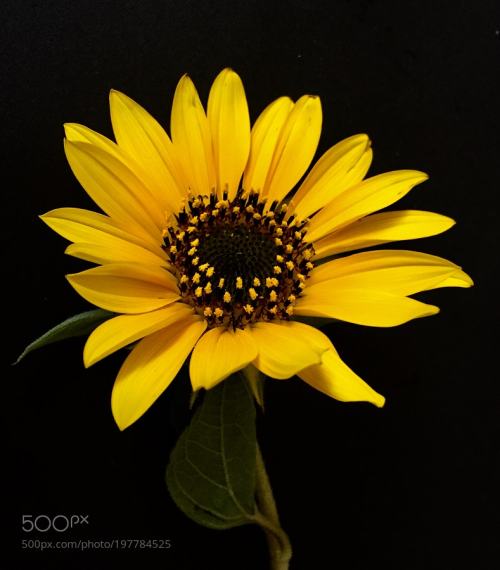 macrophotograph: Hot and sunny day like sunflower…