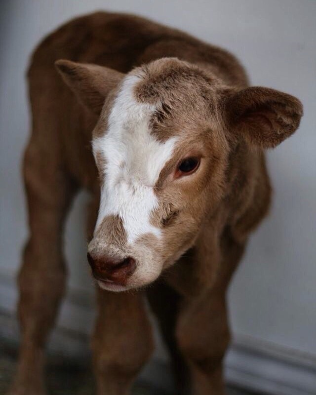 justcutecows:  Sweet, kind, beautiful beings. 🐮🌱❤️