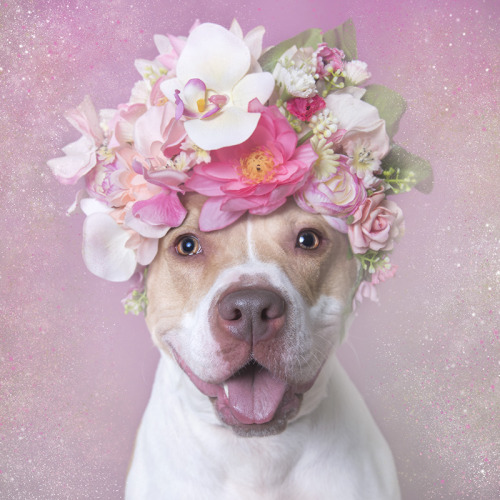 perrfectly: a photo campaign to show the beauty behind the pitbull to help raise adoption levels 