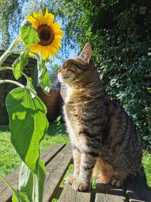 supermodelcats:Luigi enjoying the sun ☀️❤
