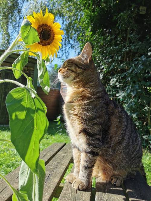 Supermodelcats:luigi Enjoying The Sun ☀️❤